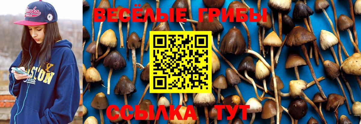 Галлюциногенные грибы Cubensis Сунжа